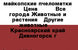  майкопские пчеломатки F-1  › Цена ­ 800 - Все города Животные и растения » Другие животные   . Красноярский край,Дивногорск г.